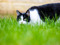 black-and-white cat stalking through long green grass