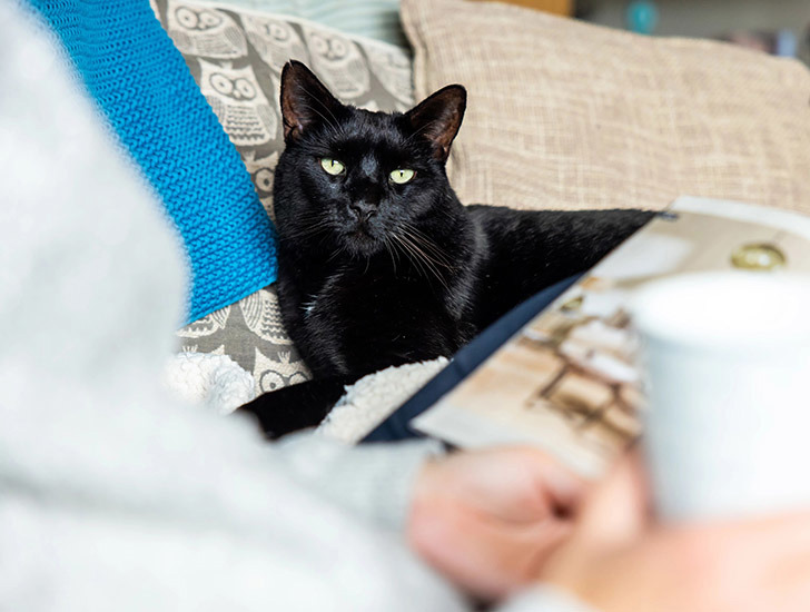 Cats & cold weather Help & Advice Cats Protection