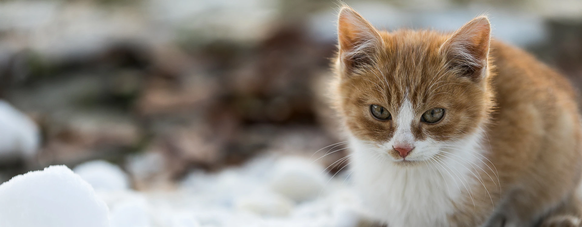 Ginger kitten in snow