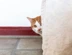 Ginger and white cat hiding behind sofa