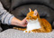 Ginger-and-white cat being stroked by a person.