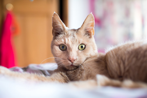 light ginger tabby cat looking at camera with eyes wide and ears pricked up