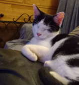 Black and white kitten lying on a bed with both eyes shut
