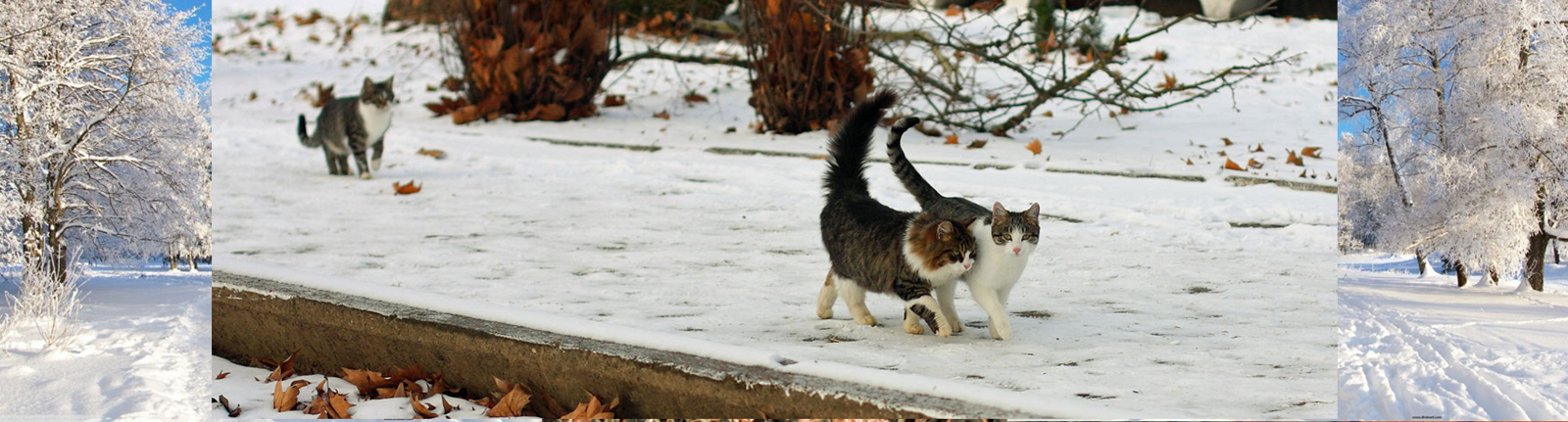 Cats Protection Oxford & District Branch