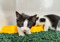 black-and-white kitten standing by yellow plastic food bowls on a green fleece blanket, with another kitten eating in the background