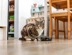 tabby-and-white cat sat behind black ceramic bowl with white polka dots 