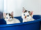 Two tabby-and-white kittens with blue eyes sitting in a blue plastic cat bed