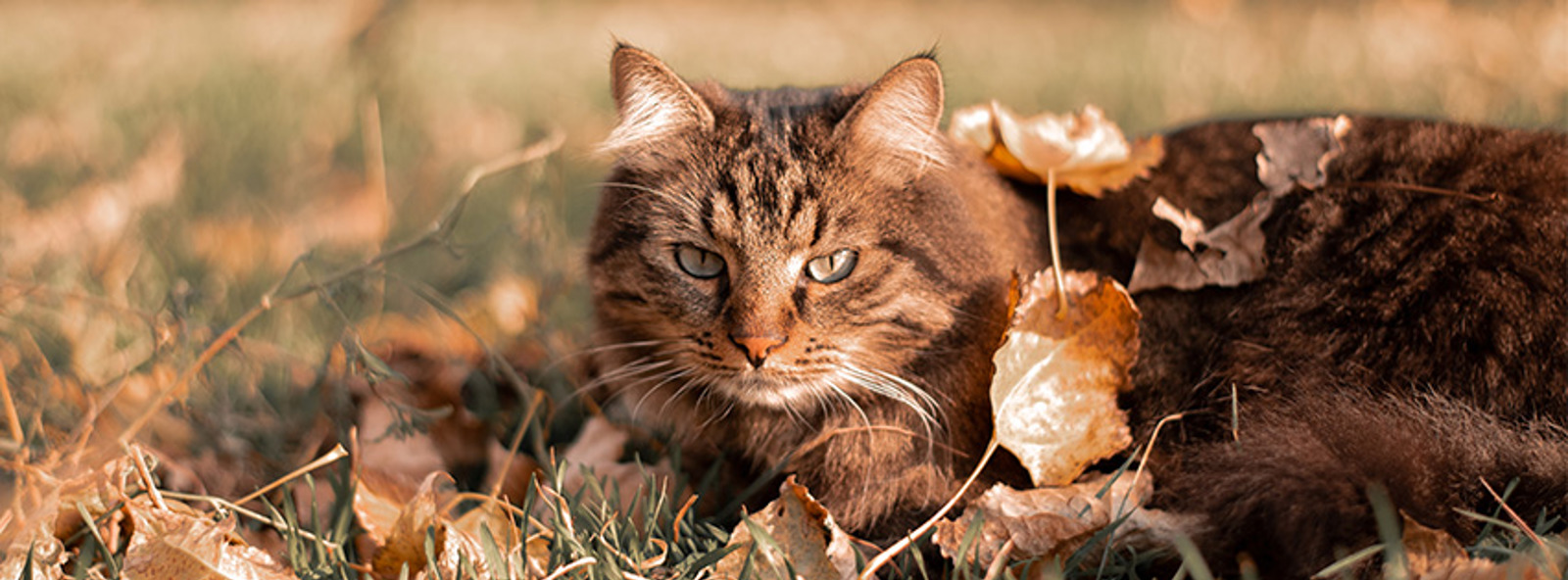 Cotswolds Cat Centre