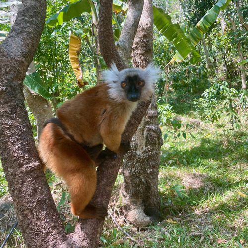 A brown lemur with a black face and white tufts of fur around its ears climbing a tree