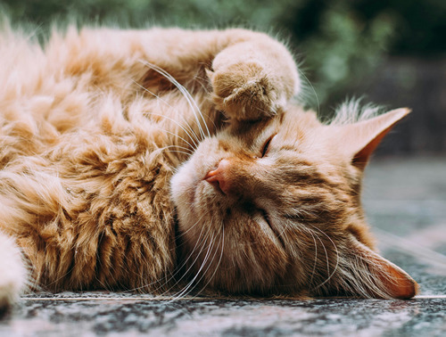 Long-haired ginger cat sleeping on their side with one paw in the air.