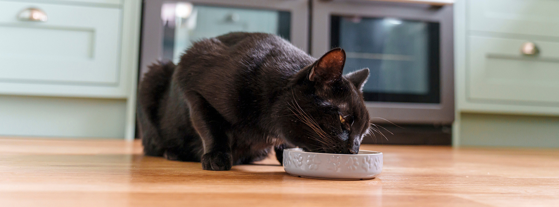 Diet