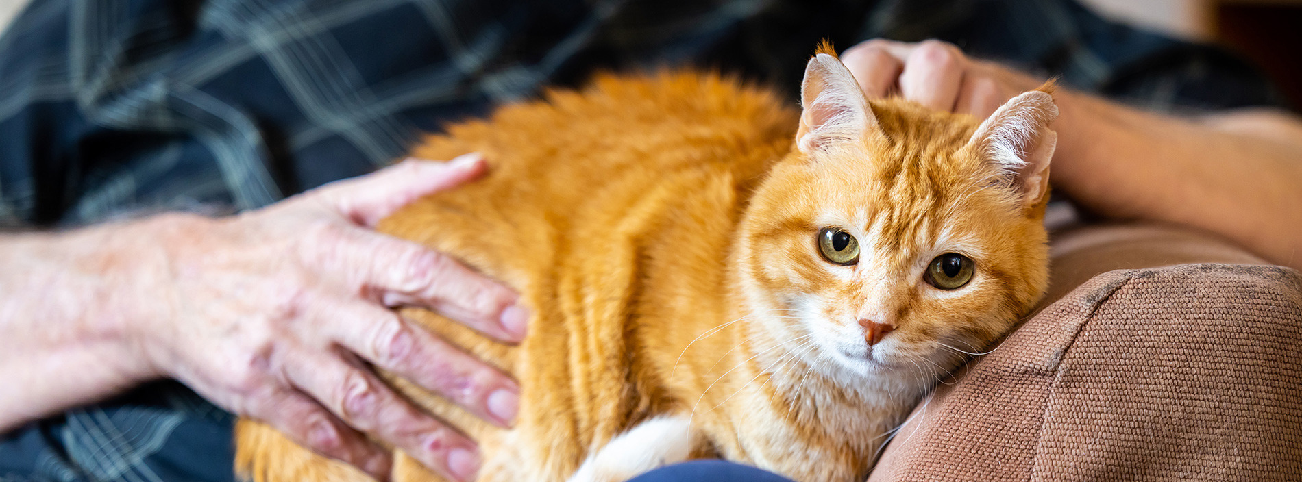 Caring for your cat