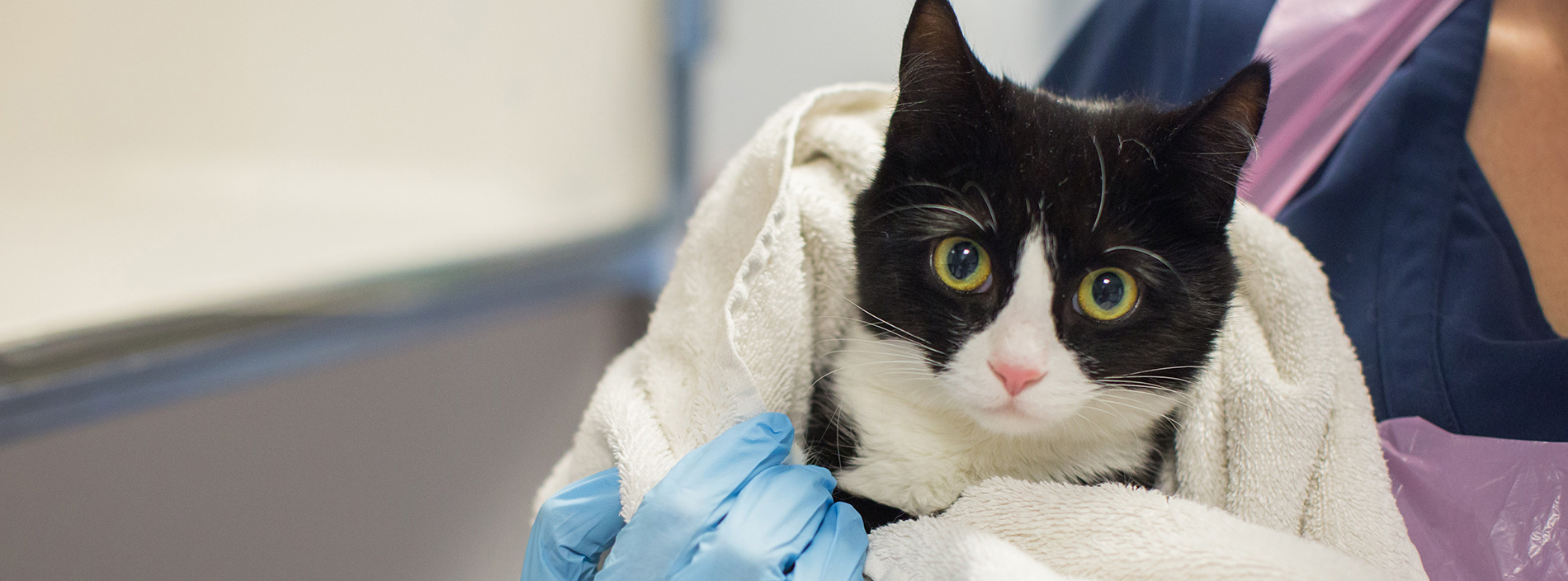 Common cat illnesses