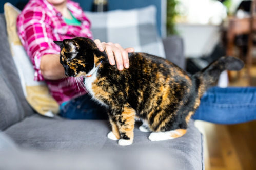 tortoiseshell cat sat on a grey sofa while a human wearing a pink shirt strokes their back