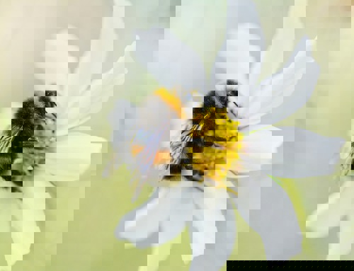 A bumble bee sitting on a white flower
