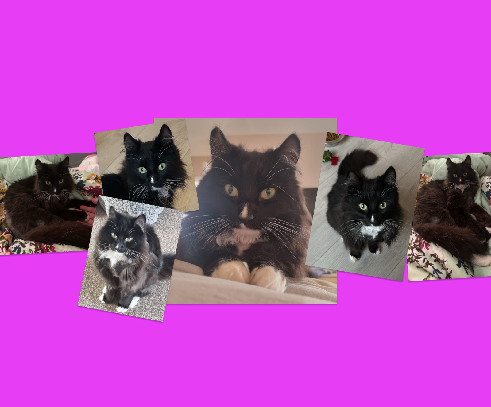 Help cover Magic's vet care costs