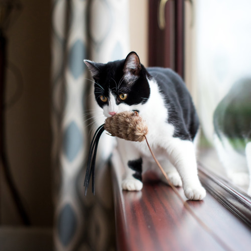 black-and-white cat standing on wooden windowsill with brown furry cat toy in their mouth