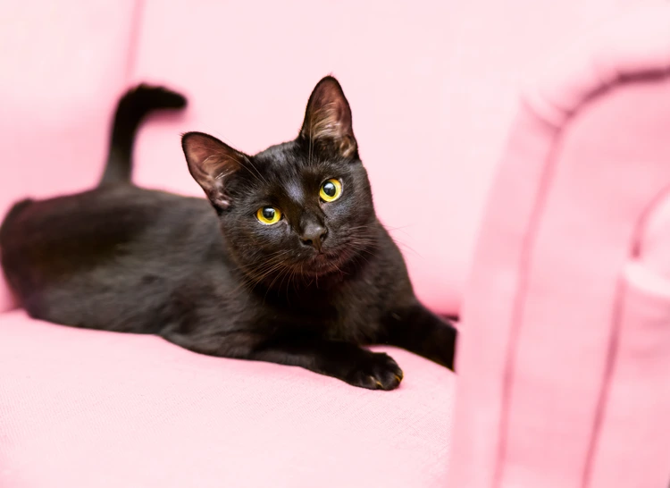 Black Cat