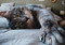grey tabby cat lying on their side with their front paw outstretched