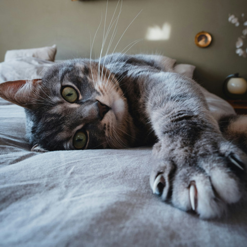 grey tabby cat lying on their side with their paw stretched towards the camera