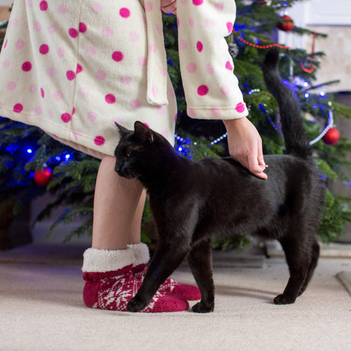 A black cat rubbing their body against the legs of a person wearing red-and-white slipper socks and a beige dressing gown with pink polka dots. The person is bending down to stroke the cat