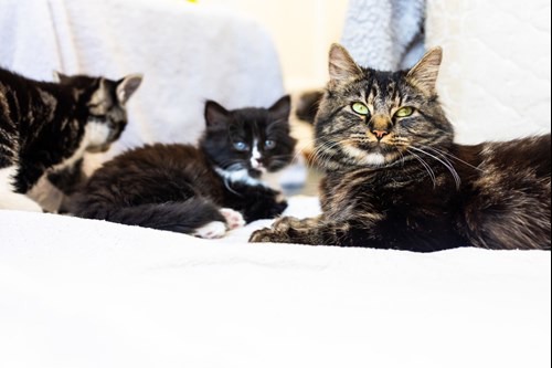 long-haired brown tabby adult cat lying next to black-and-white kitten and brown-and-white tabby kitten