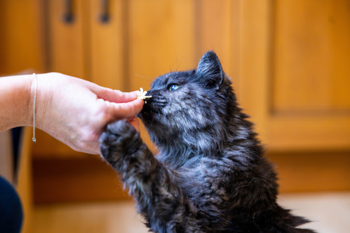 long-haired grey cat eating a treat out of a human hand
