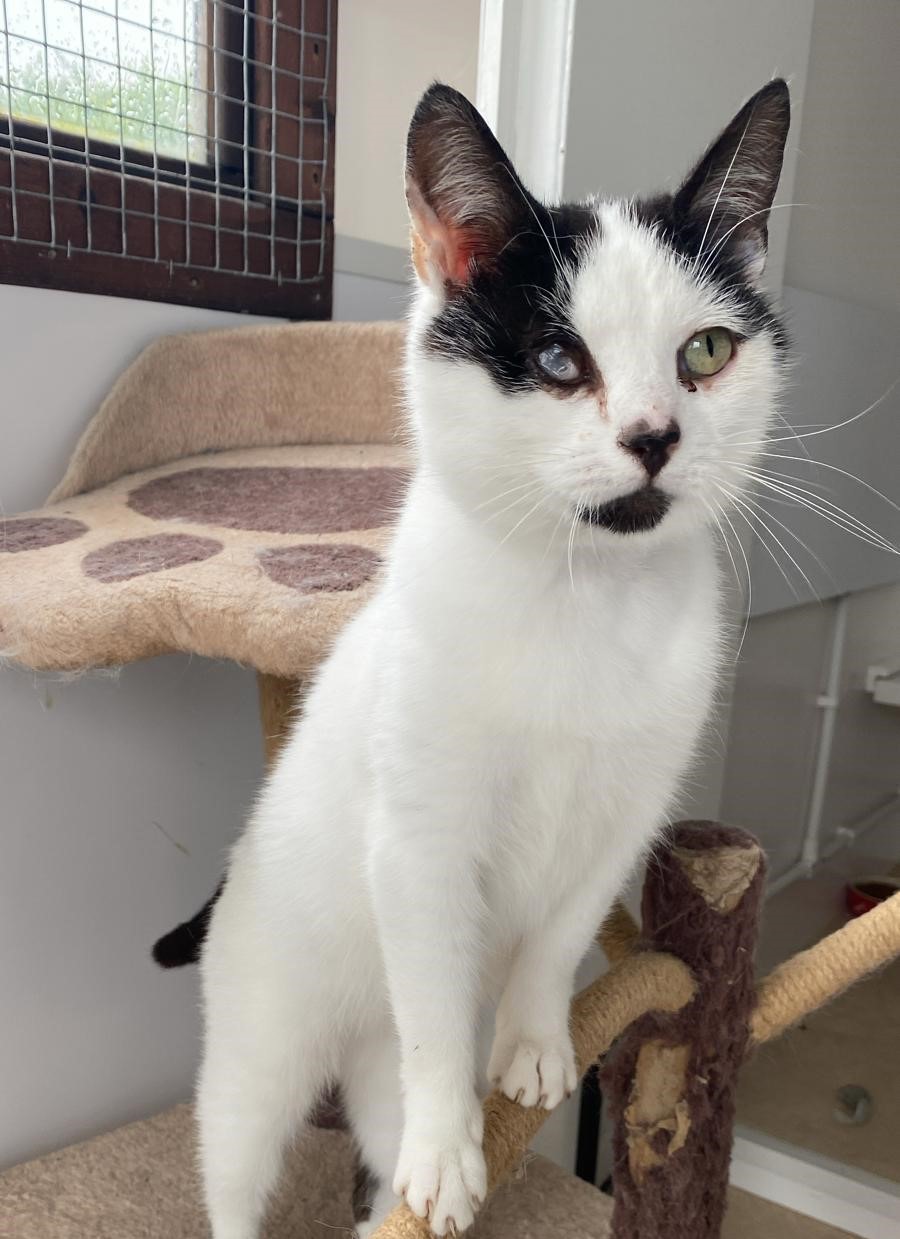 Cats Protection caring for rare hermaphrodite kitten