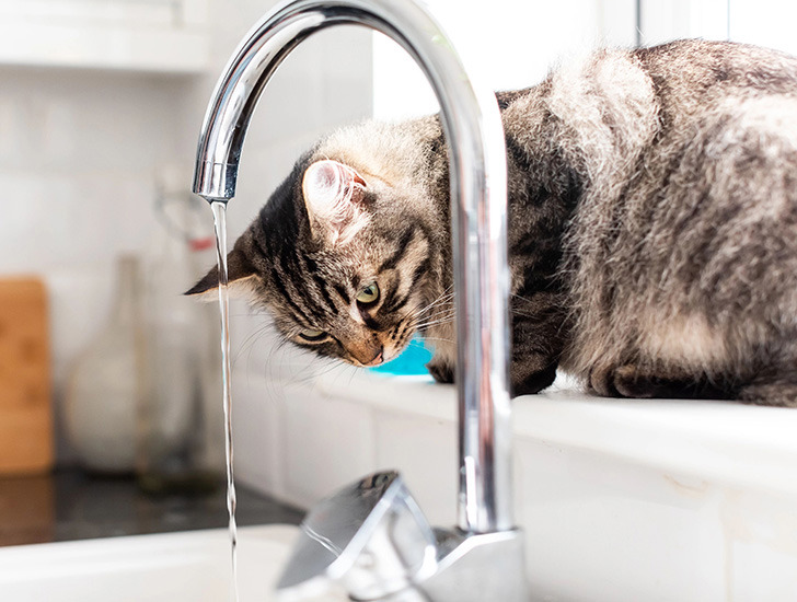 Urinary problems in cats Help and Advice Cats Protection