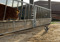 A tabby-and-white cat in a cattle barn looking at a brown cow behind a fence 