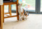 A calico cat rubbing their cheek on a wooden chair leg