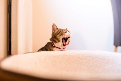 brown tabby-and-white cat wearing red collar with their mouth open