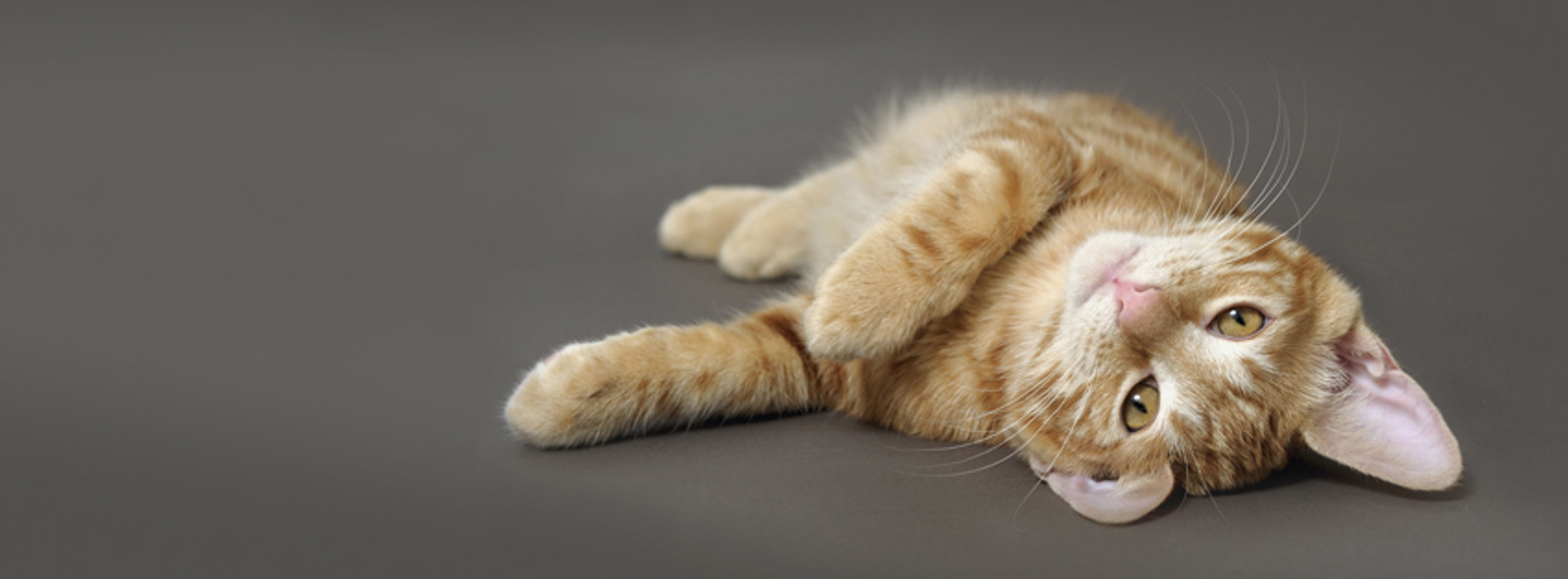 Cats Protection Cotswolds Cat Centre