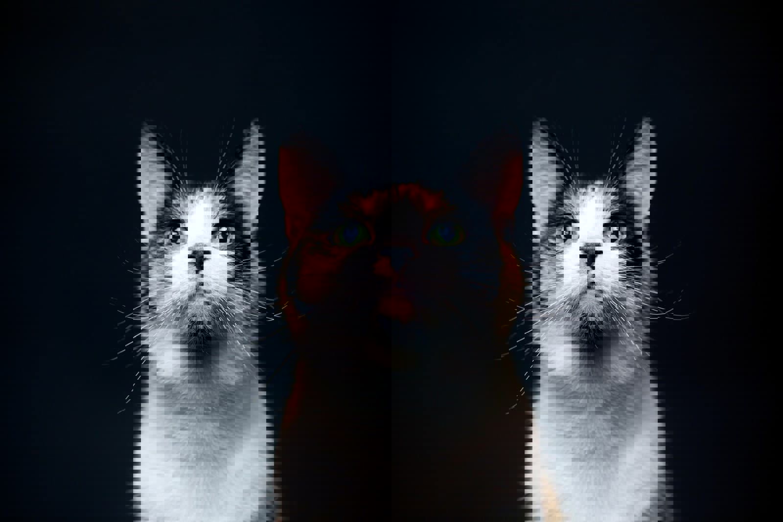 A Banner Image