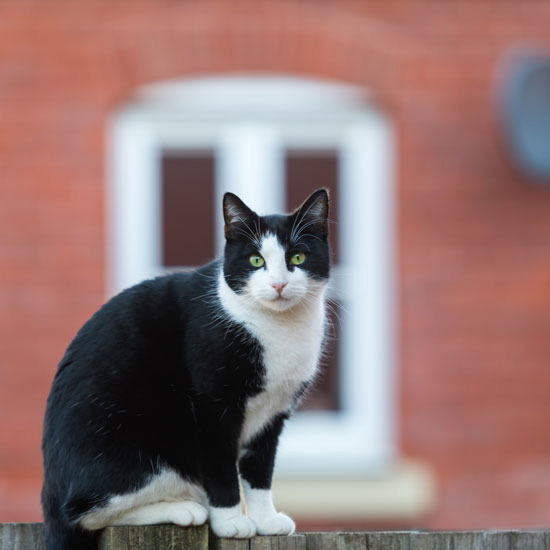 New Pet-Friendly Renters’ Rights a “Huge Step Forward”