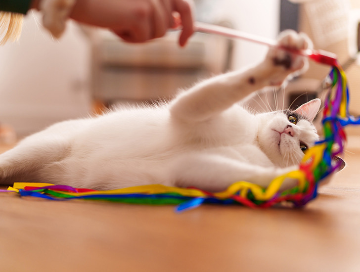 Cats and play