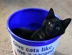 Black Cat In Bucket