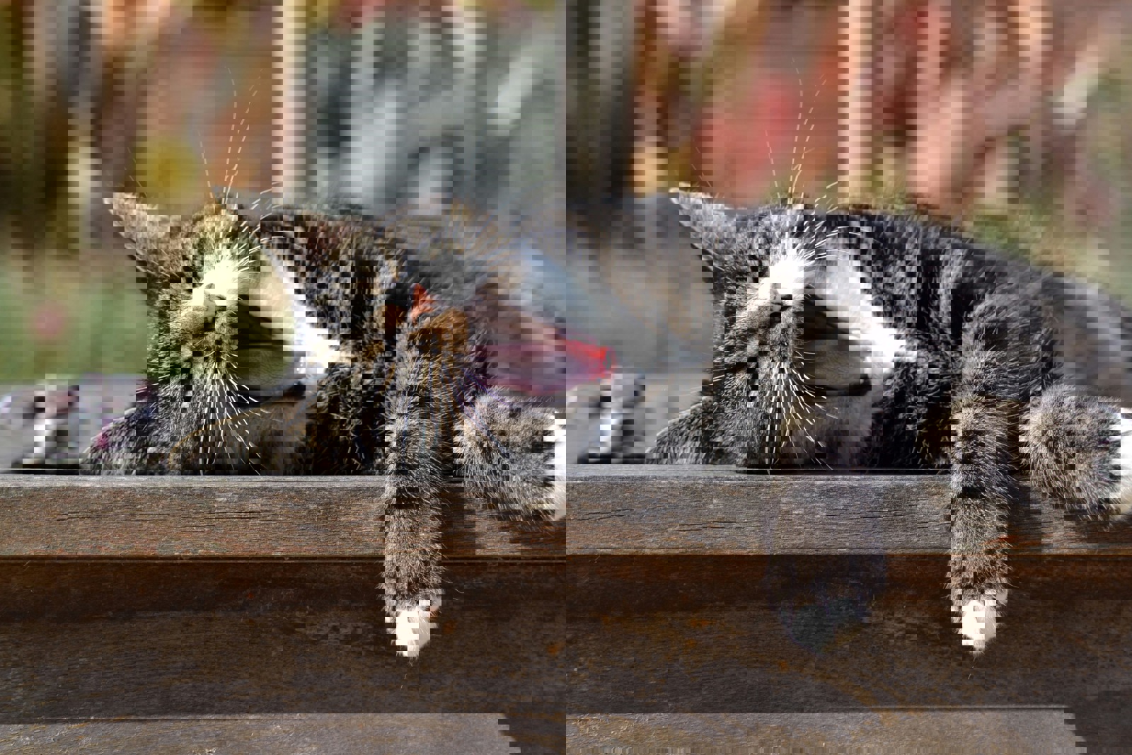 Welcome to  Cats Protection Cheltenham & Tewkesbury