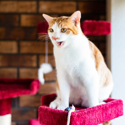 ginger-and-white tabby cat sitting on top of a pink cat tower with their mouth open mid-meow