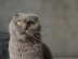 Cats With Folded Ears Link Box (1)