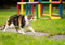 A calico cat walking along a garden path. A colourful climbing frame can be seen in the background