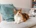 Calico cat sat on grey sofa