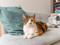 Calico cat sat on grey sofa