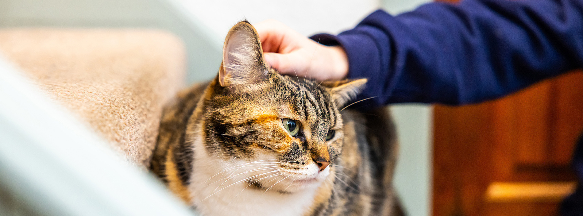 Cats and your family