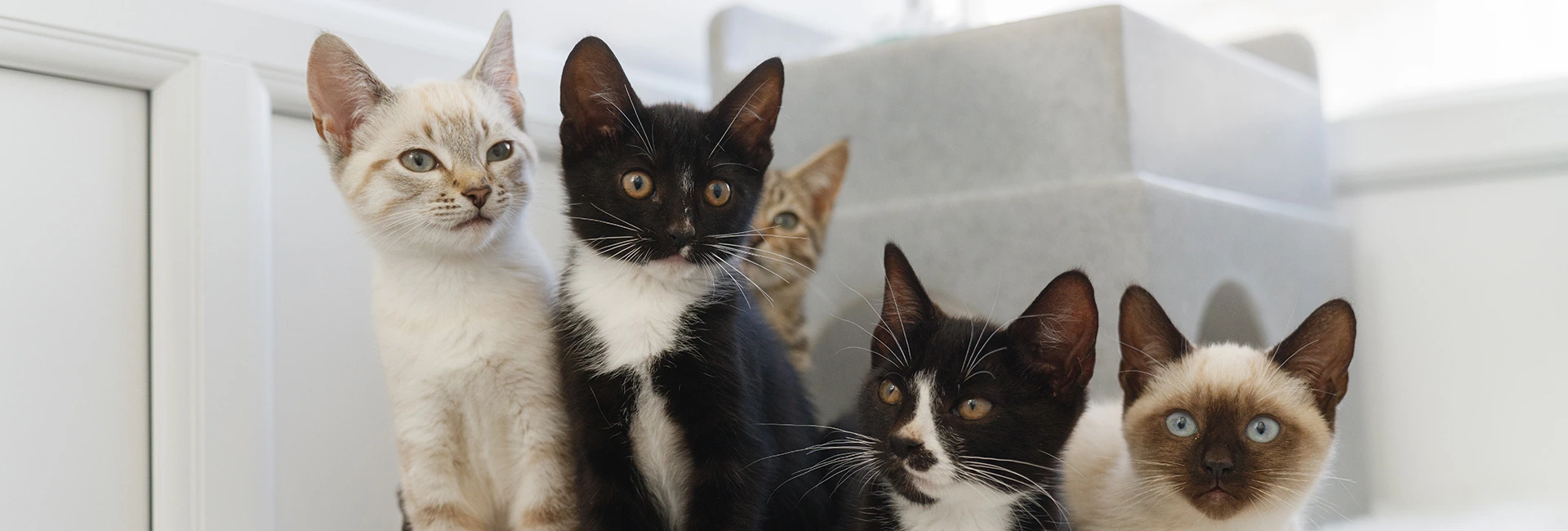 Five kittens at a Cats Protection centre