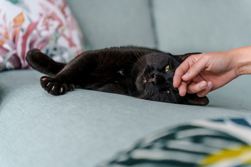 A black cat lying on a grey sofa having their head stroked by a human