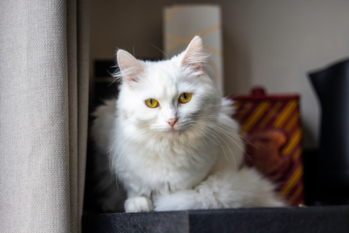 long-haired white cat with yellow eyes