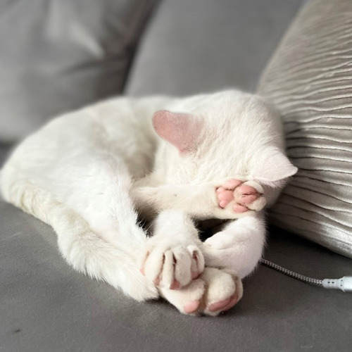 White cat curled up on grey chair asleep with paws stretched towards the camera