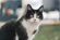 A black and white cat
