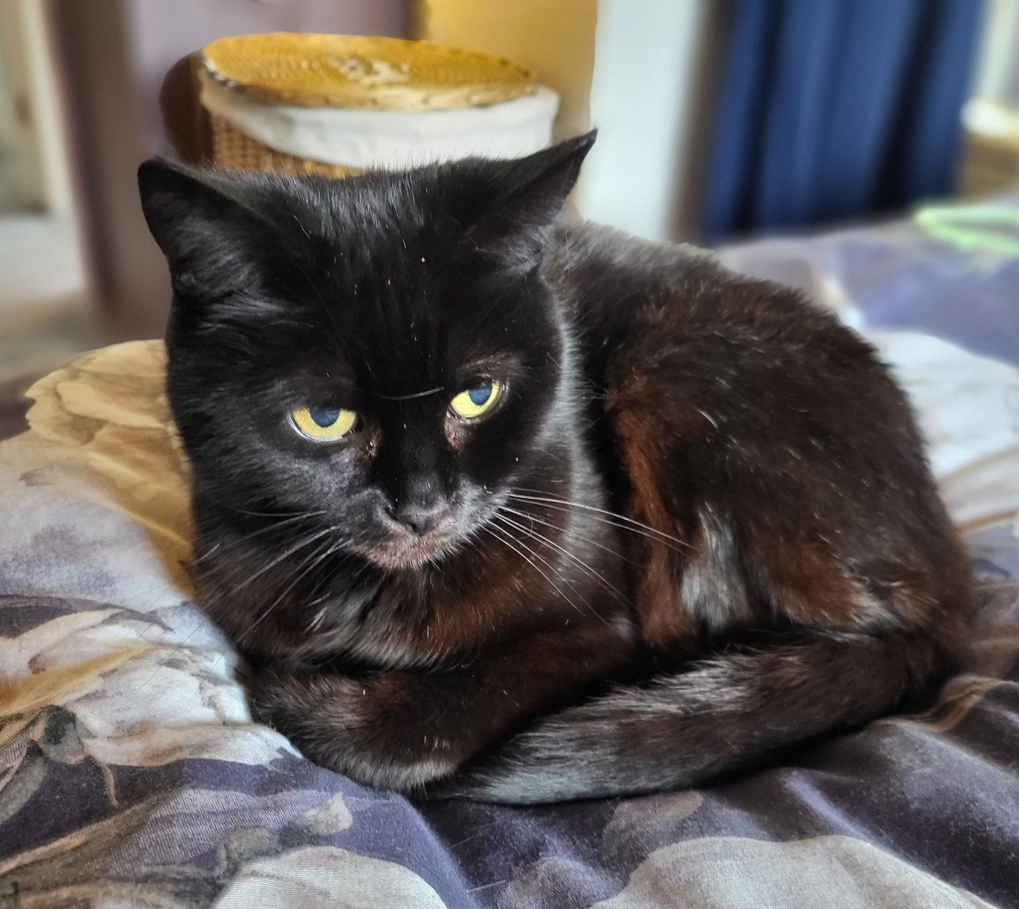 Essex ‘golden girl’ is UK charity’s oldest cat for Mature Moggies Day